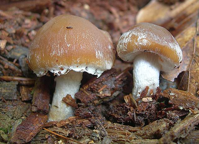 Psathyrella  spintrigeroides      P.D.Orton